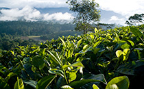 tea cultivation in ratnapura