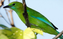beautiful birds in ratnapura